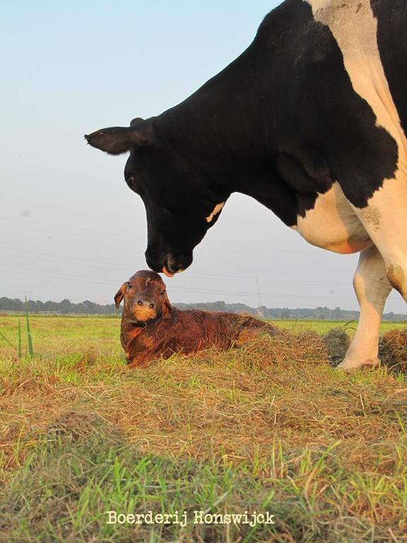 Boerderij Honswijck Pensionat Weesp Exteriör bild